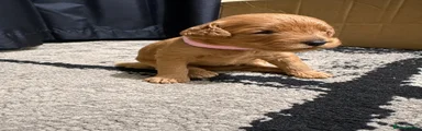 Cockapoo 5