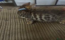 Bengal cats for sale: **1 Female remaining** Bengal cross kittens  in Petworth - Image 16