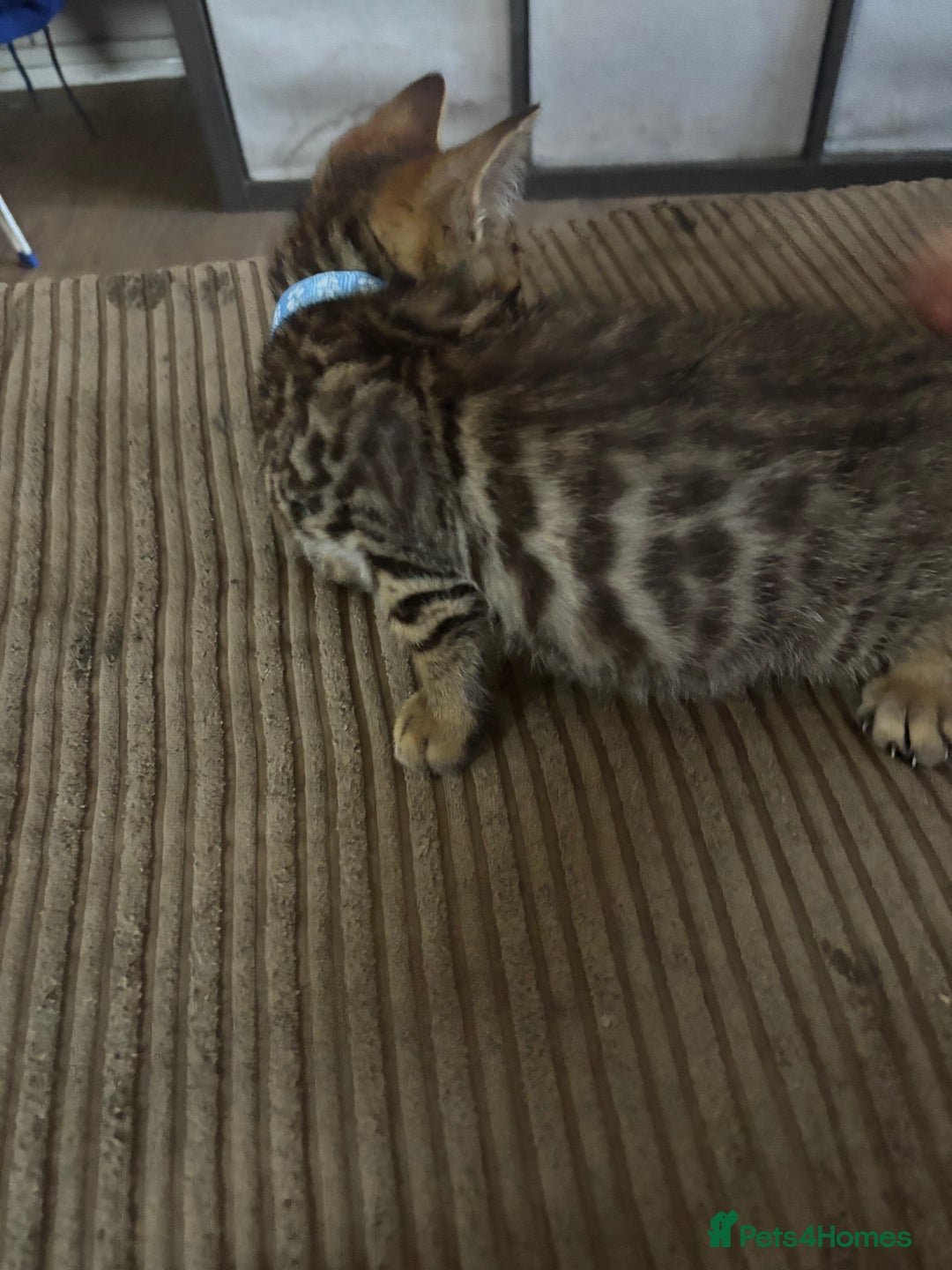 Bengal cats for sale: **1 Female remaining** Bengal cross kittens  in Petworth - Image 16