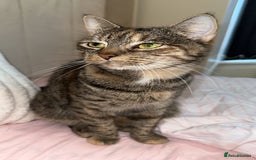 Mixed Breed cats for sale: 3 female kittens 🐱🩷 - Image 1