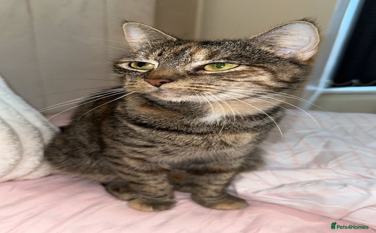 Mixed Breed cats - Advert 2