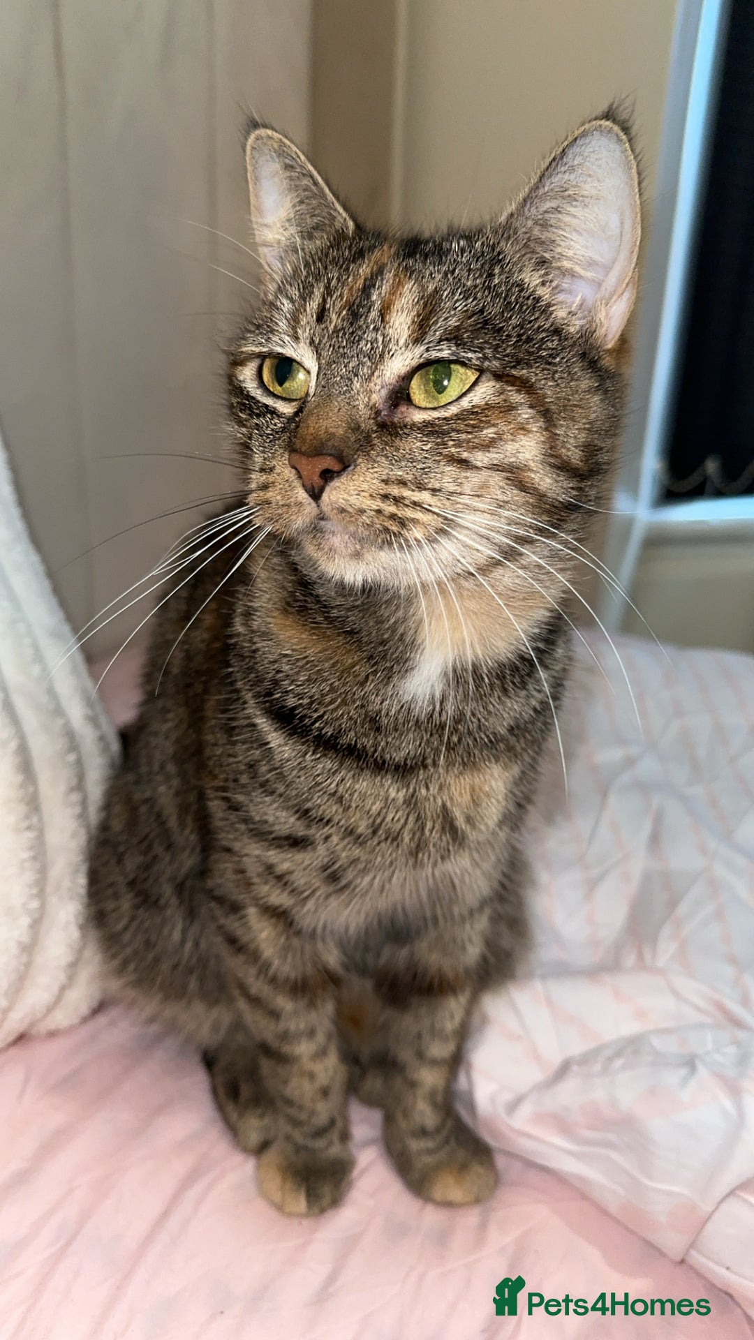 Mixed Breed cats for sale: 3 female kittens 🐱🩷 - Image 1