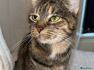 Mixed Breed cats - Advert 8