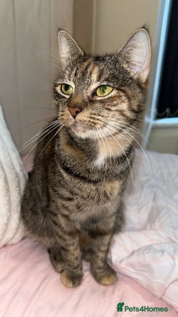 Mixed Breed cats - Advert 2