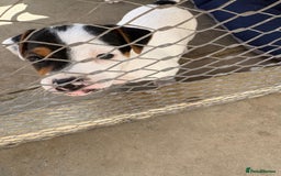 Jack Russell dogs for sale: Jack Russell Puppies  - Image 12
