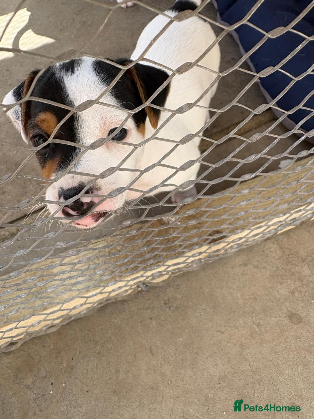 Jack Russell dogs for sale: Jack Russell Puppies  - Image 12
