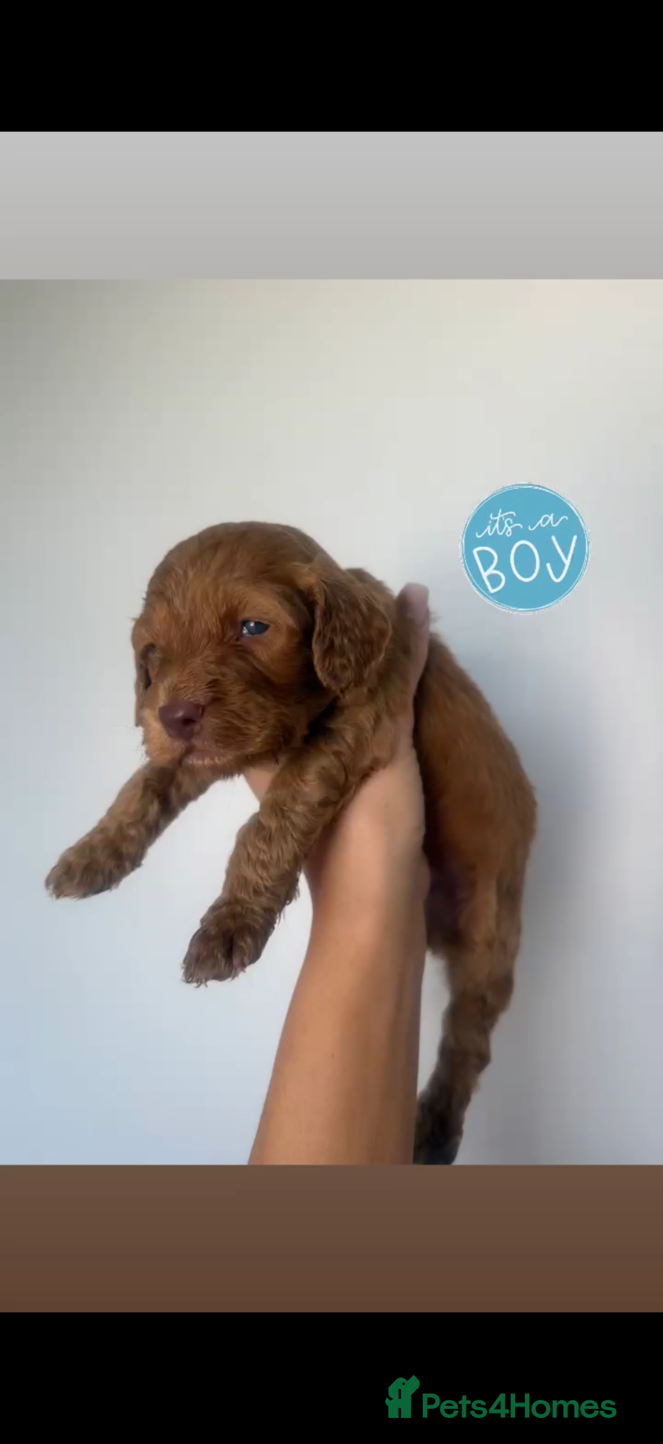 Cockapoo dogs F1 miniature cockapoo puppies🌟 - Advert 1