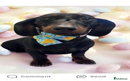 Dachshund dogs for sale: Dachshund  - Image 3