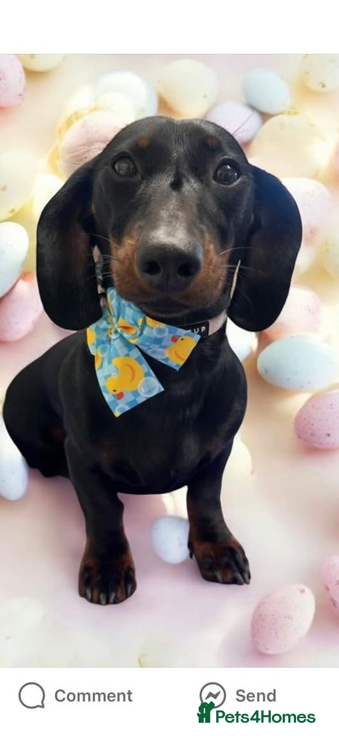 Dachshund dogs for sale: Dachshund  - Image 3