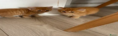 Domestic Shorthair 3