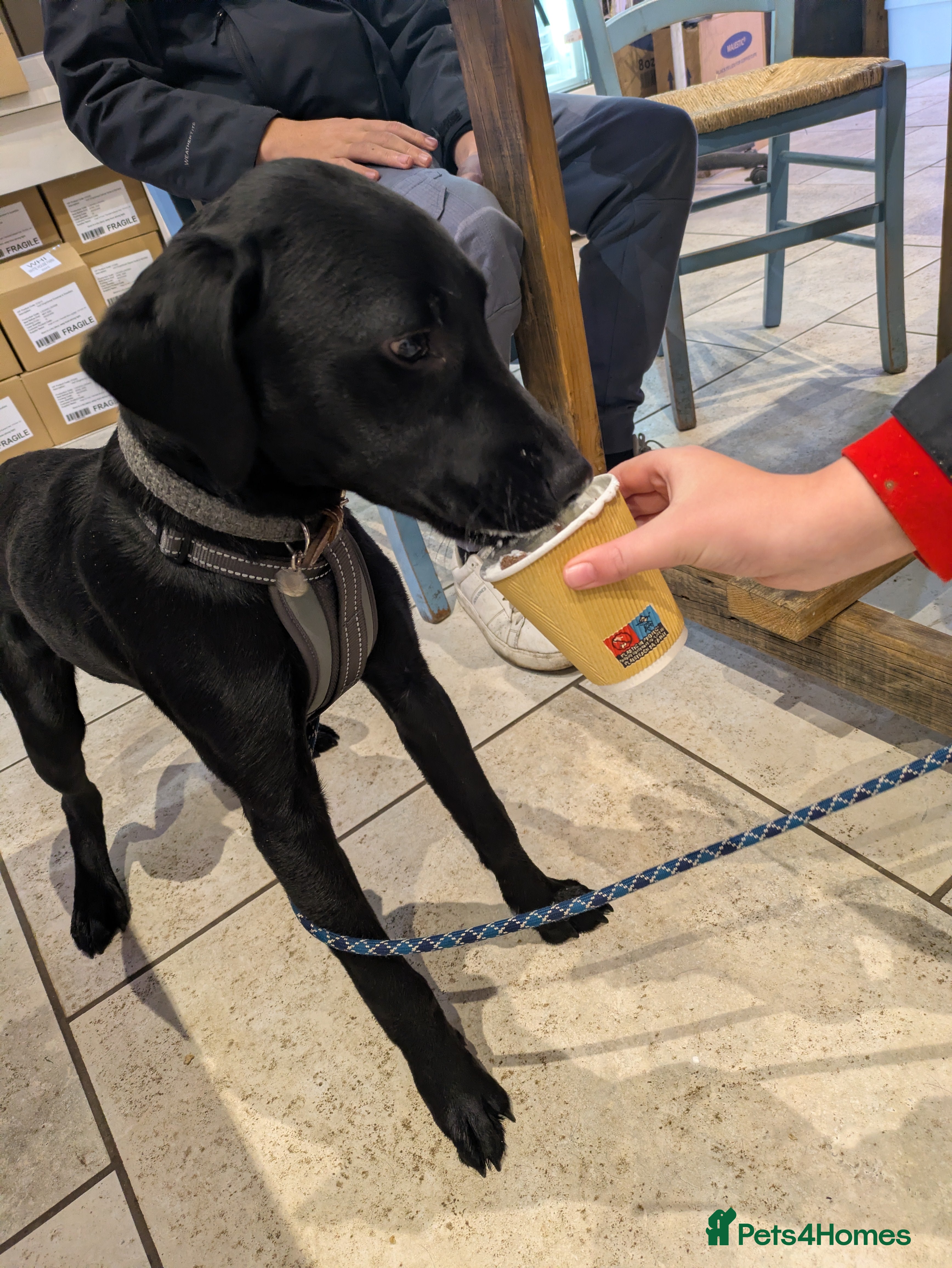 Labrador Retriever dogs Male Labrador retriever  - Advert 8