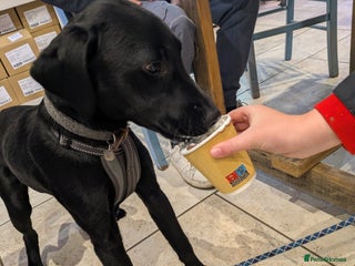 Labrador Retriever dogs Male Labrador retriever - Advert 8