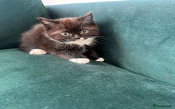 Ragdoll cats for sale: 4 kittens looking for new family  - Image 16
