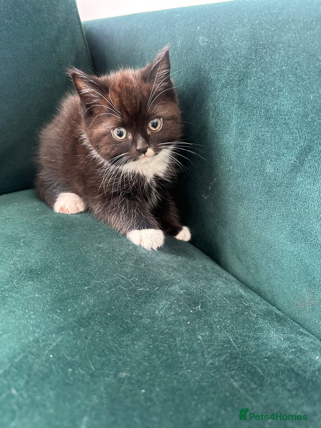 Ragdoll cats for sale: 4 kittens looking for new family  - Image 16