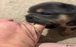 French Bulldog dogs for sale: All Male French’s Bulldog litter - Image 6