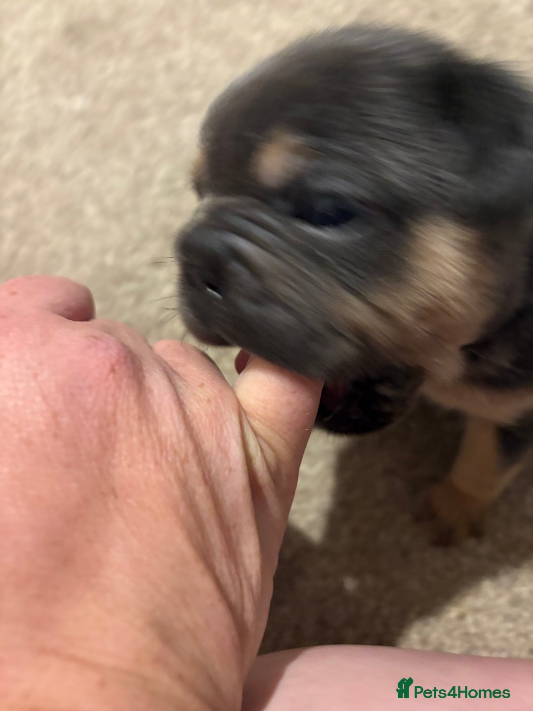 French Bulldog dogs for sale: All Male French’s Bulldog litter - Image 6