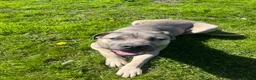 Cane Corso dogs for sale: 9 month old Cane Corso in Launceston - Advert 6