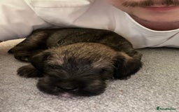 Mixed Breed dogs for sale: Schnackadoodles (Mini Schnauzer X Jackadoodle) - Image 9