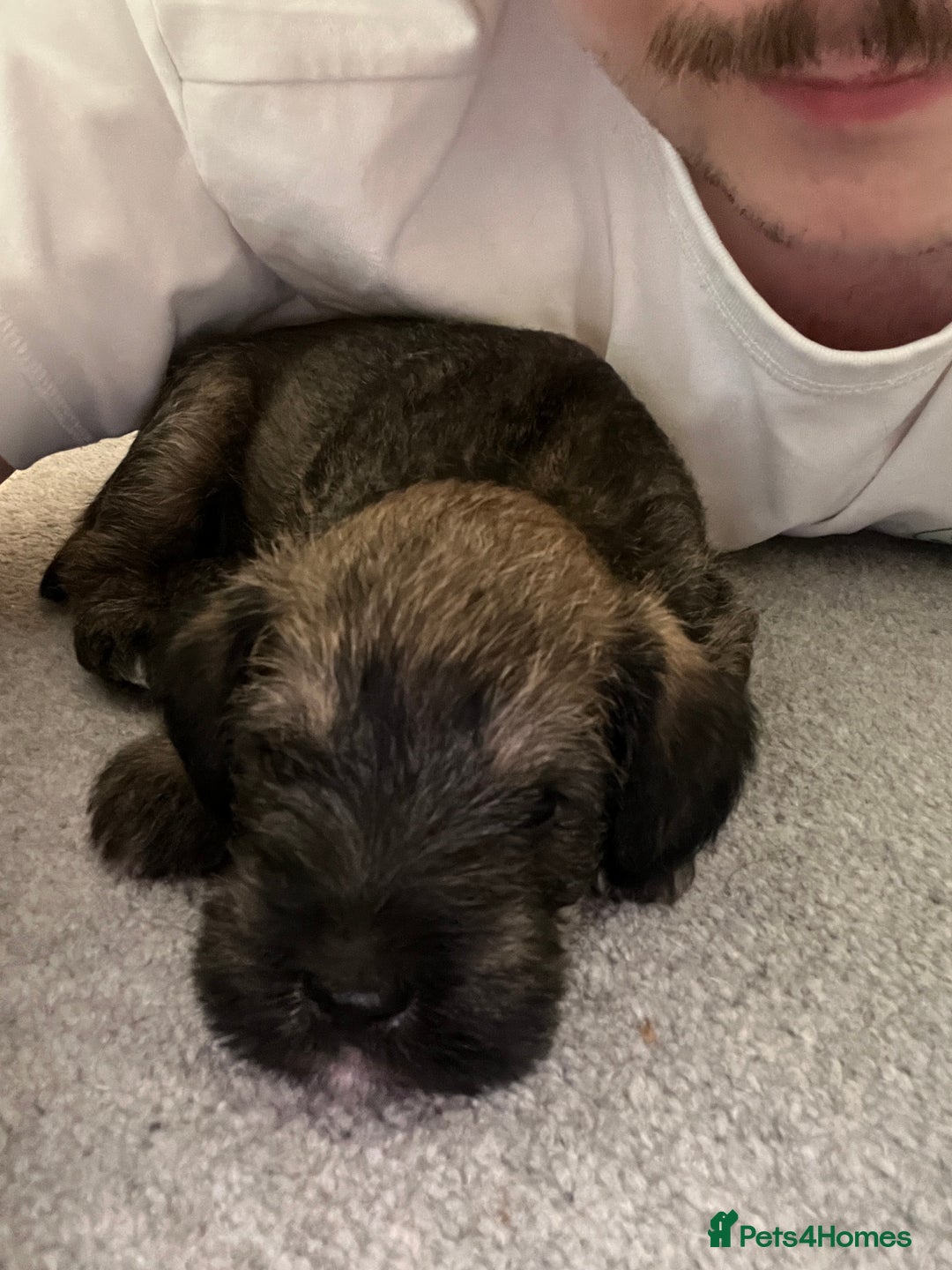 Mixed Breed dogs for sale: Schnackadoodles (Mini Schnauzer X Jackadoodle) - Image 9