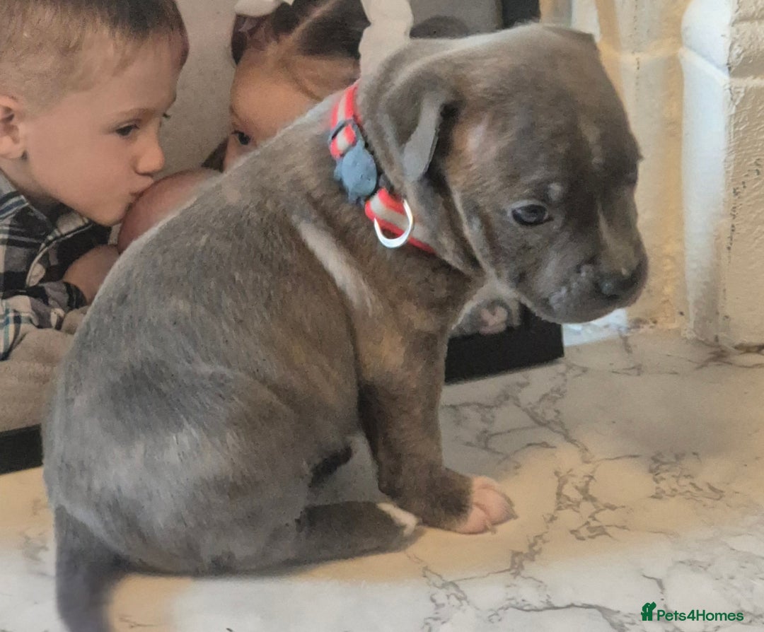 Staffordshire Bull Terrier dogs for sale: 5 staffordshire bull terrier puppies  - Advert 20