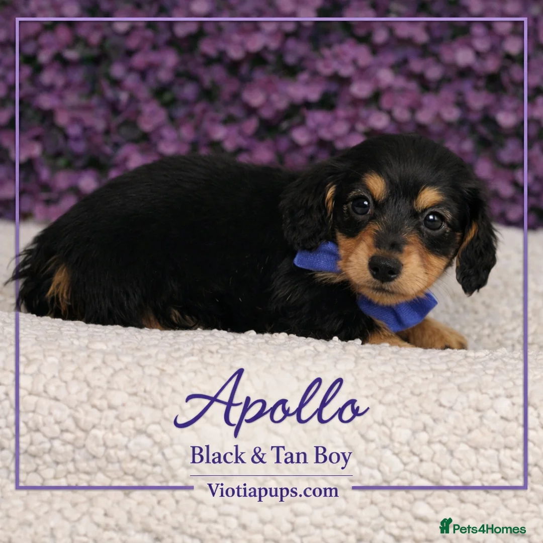 Miniature Dachshund dogs for sale: Beautiful miniature dachshunds  - Advert 3