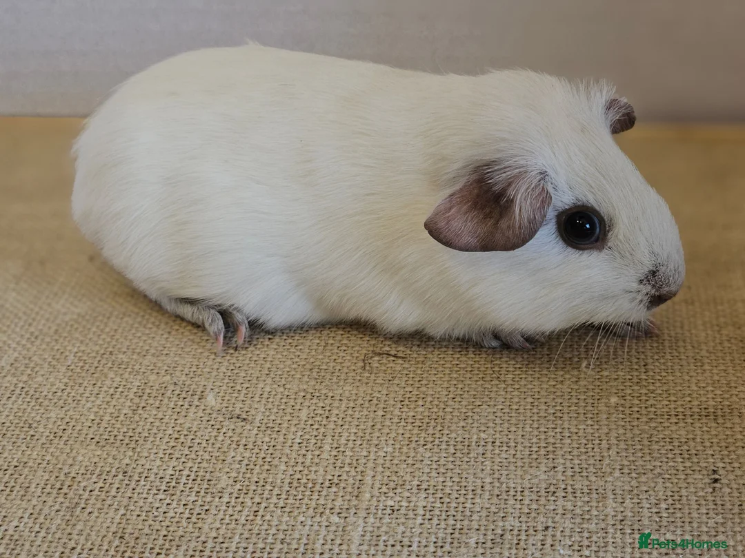 Guinea Pig rodents for sale: Single 6-8 wk baby boys for bonding with solo boy - Advert 2