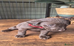 Labrador Retriever dogs for sale: Labrador retriever puppies - Image 7