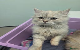 Perdoll cats for sale: Gorgeous rare Ragdolls cross Persians❤️ - Advert 9