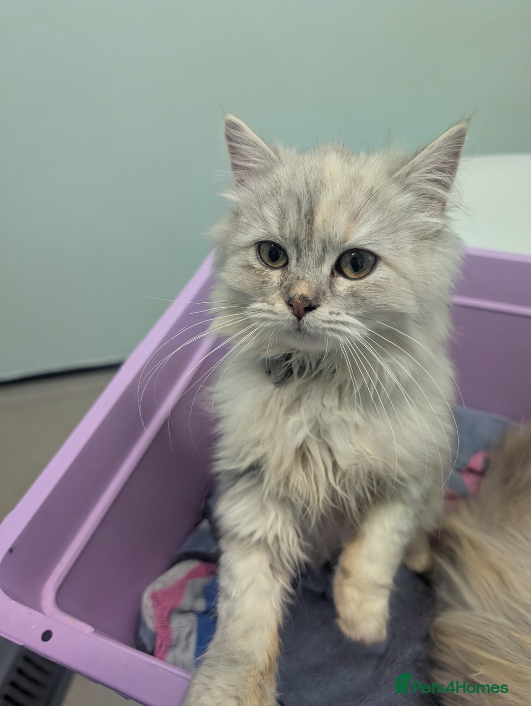 Perdoll cats for sale: Gorgeous rare Ragdolls cross Persians❤️ - Advert 9