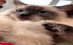 Ragdoll cats for sale: 3 year old Female Ragdoll - Image 3