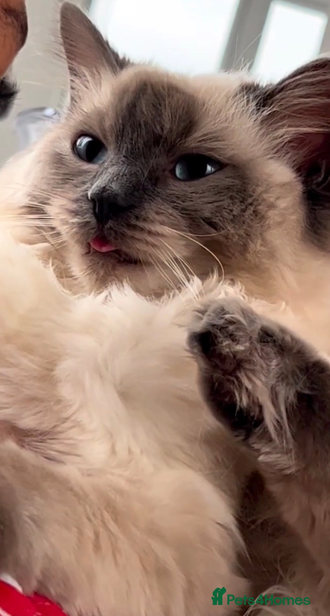 Ragdoll cats for sale: 3 year old Female Ragdoll - Image 3