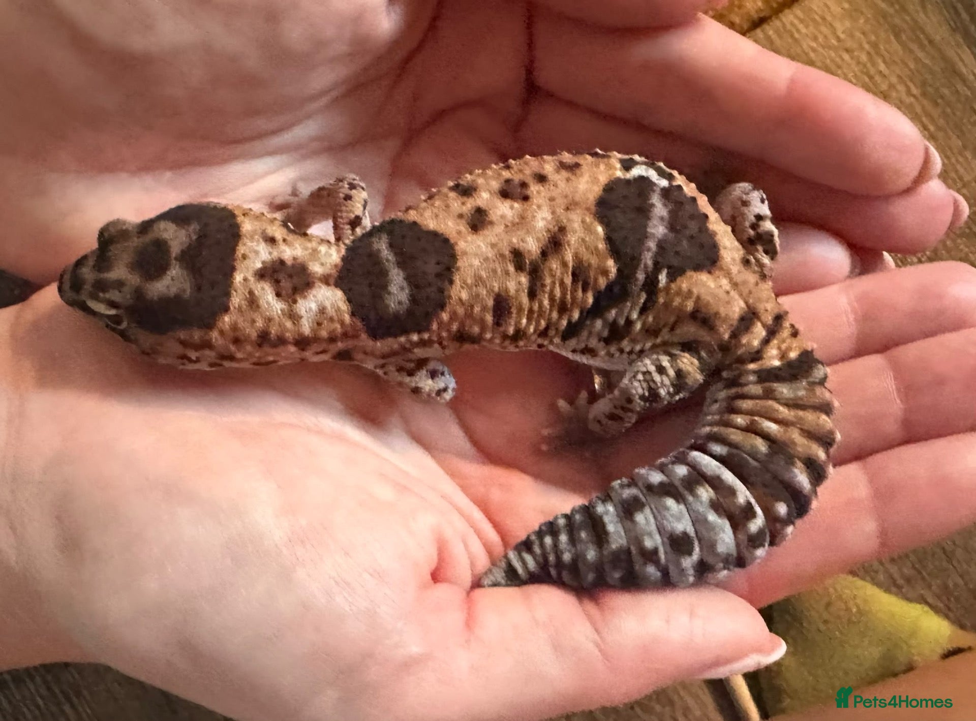 Gecko reptiles Oreo african fat tail  - Advert 4