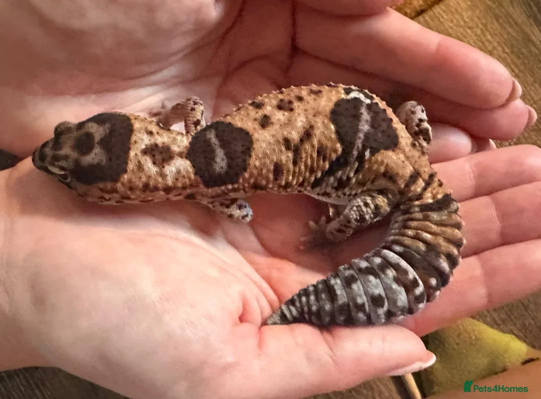 Gecko reptiles for sale: Oreo  female african fat tail - Advert 1