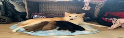 Mixed Breed dogs for sale: Collie mix male pup - Advert 11