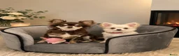 Chihuahua dogs for sale: Long haired white chihuahua puppies  in Cardiff - Advert 6