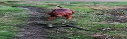 Hungarian Vizsla dogs for sale: Hungarian Vizsla - Advert 19
