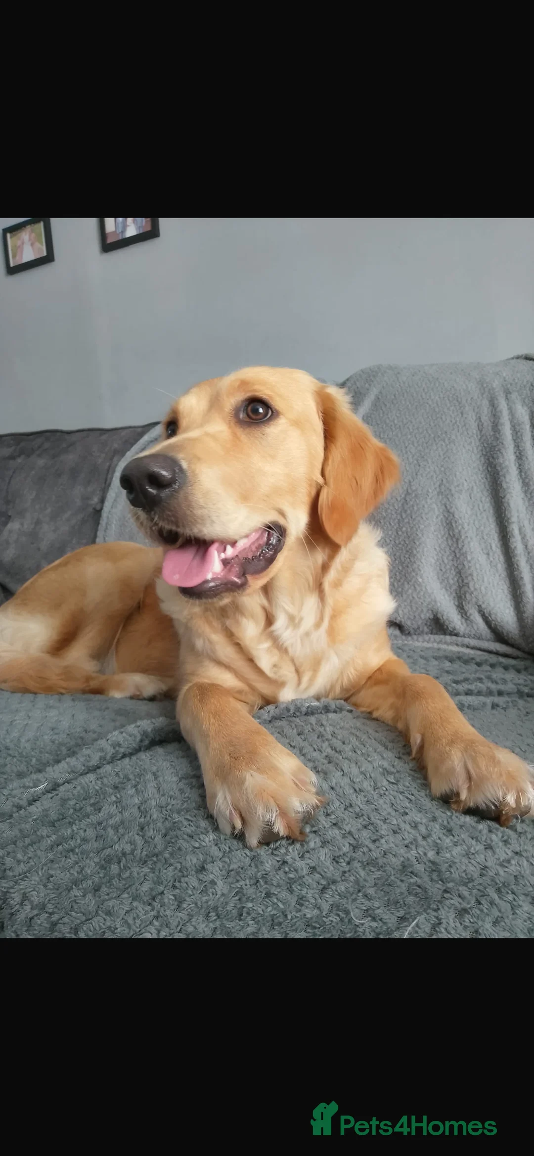 Golden Retriever dogs for sale: Exceptional Golden Retriever-Loving Temperament  in Port Talbot - Advert 17