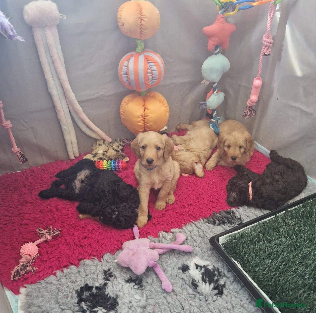 Labradoodle dogs for sale: Gorgeous miniature labradoodle puppies. - Image 19