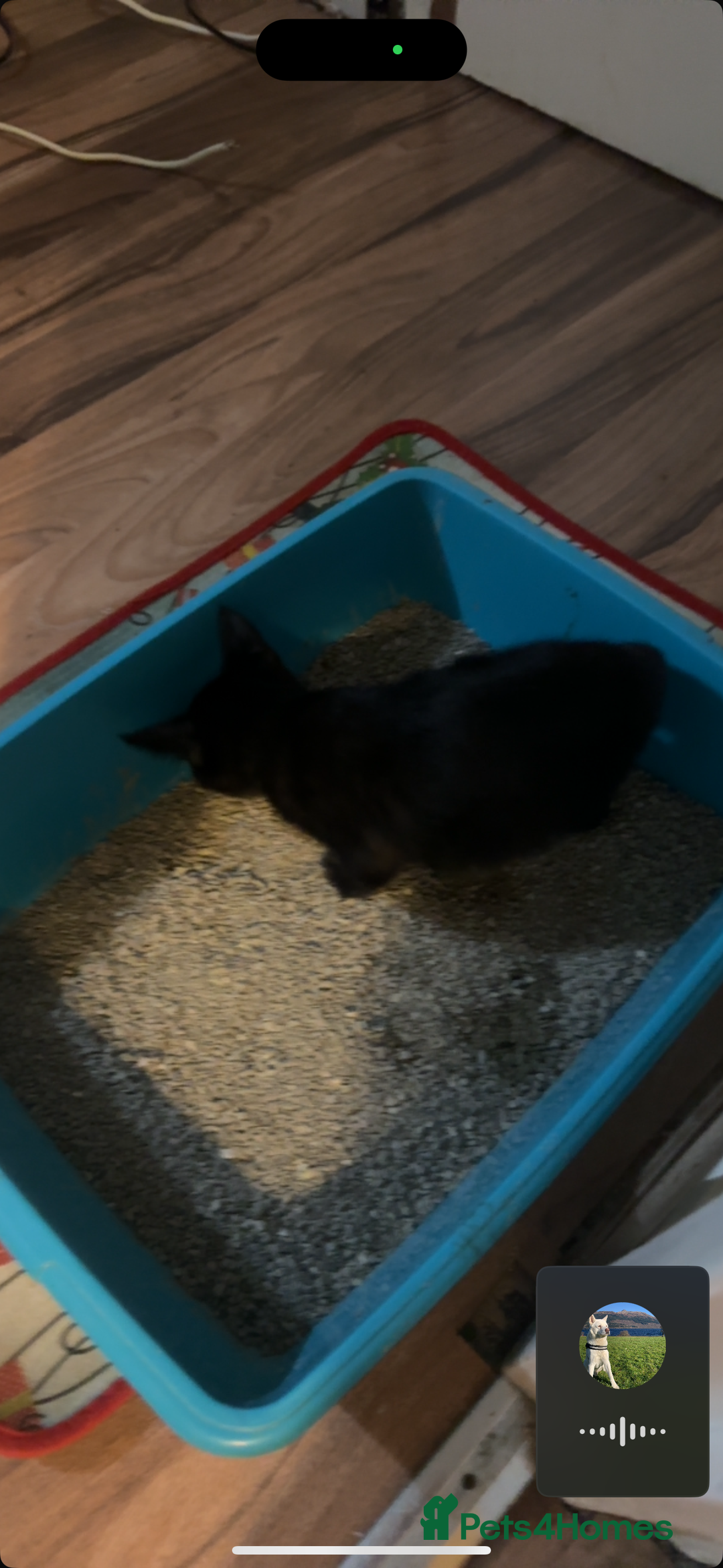 Mixed Breed cats for sale: Amazing Half Bengals !!! - Advert 23