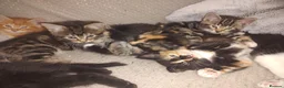 Mixed Breed cats for sale: Beautiful 2 litters of kittens available - Advert 3