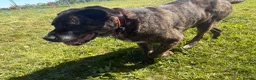 Mixed Breed dogs for adoption: Boris -Norwich Norfolk  - Advert 5