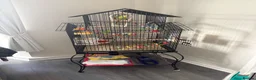 Budgerigars birds for sale: Budgies in Gateshead - Advert 2