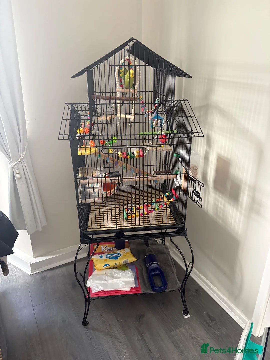Budgerigars birds for sale: Budgies in Gateshead - Advert 2