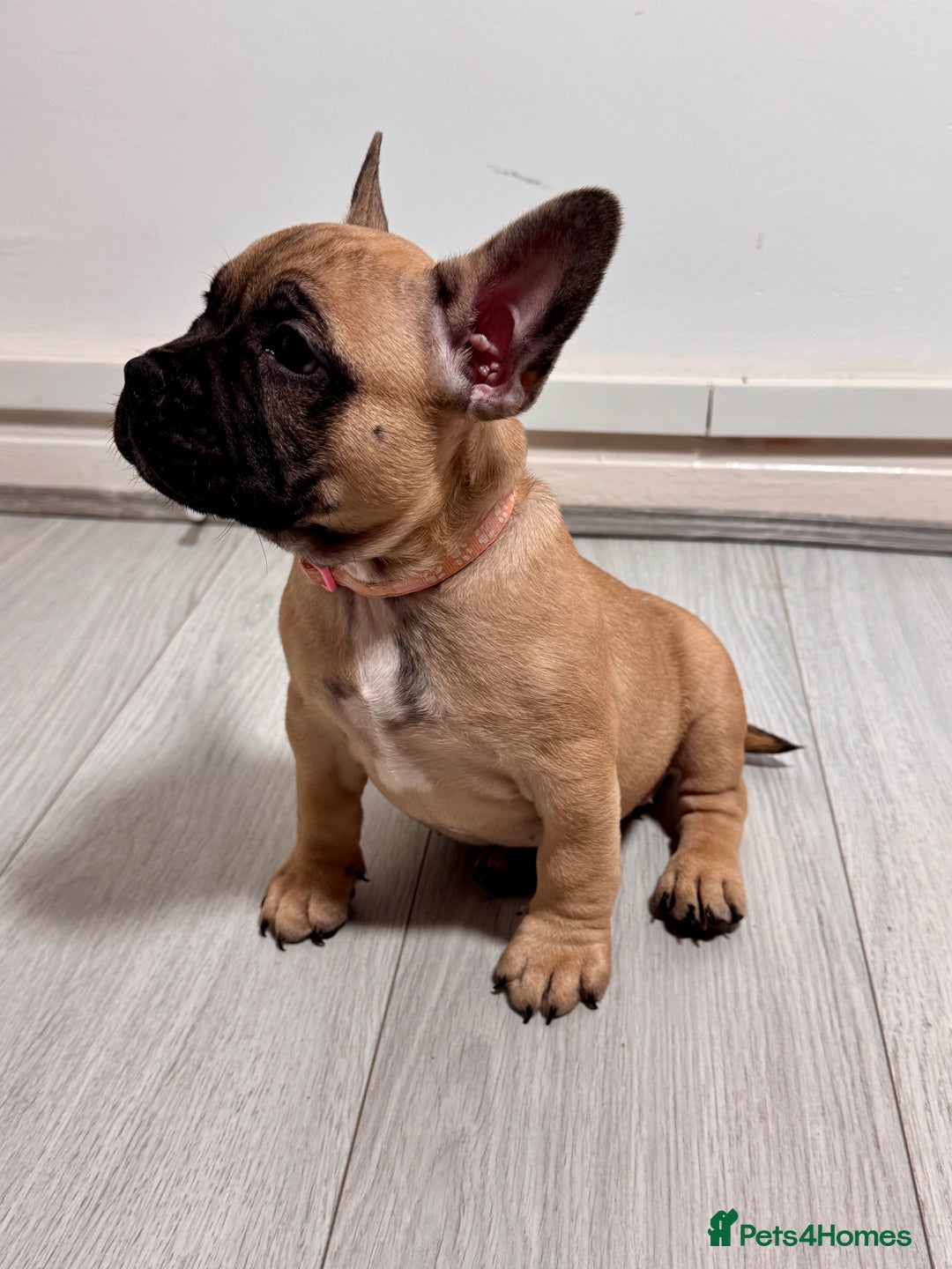 Mixed Breed dogs for sale: French Bulldog x Standard Bully Pups - Advert 20
