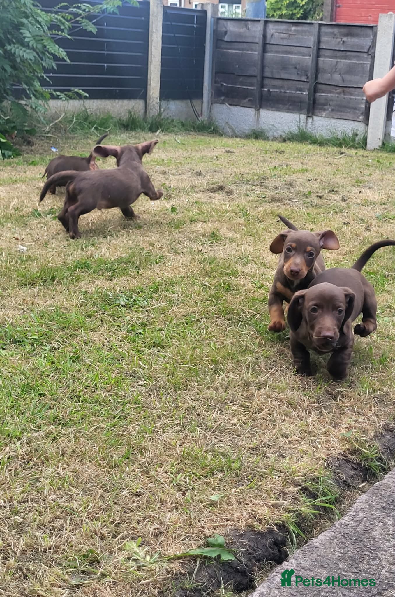 Dachshund dogs Dachschund puppies - Advert 3