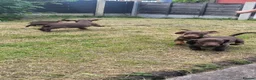 Dachshund dogs for sale: Dachschund puppies - Advert 1
