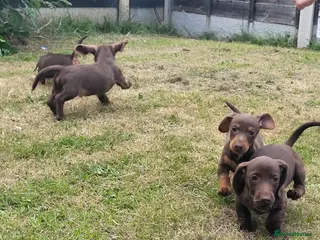 Dachshund dogs Dachschund puppies - Advert 3