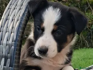 Border Collie dogs Beautiful Tri Colour Border Collie Puppies 🐶 - Advert 10