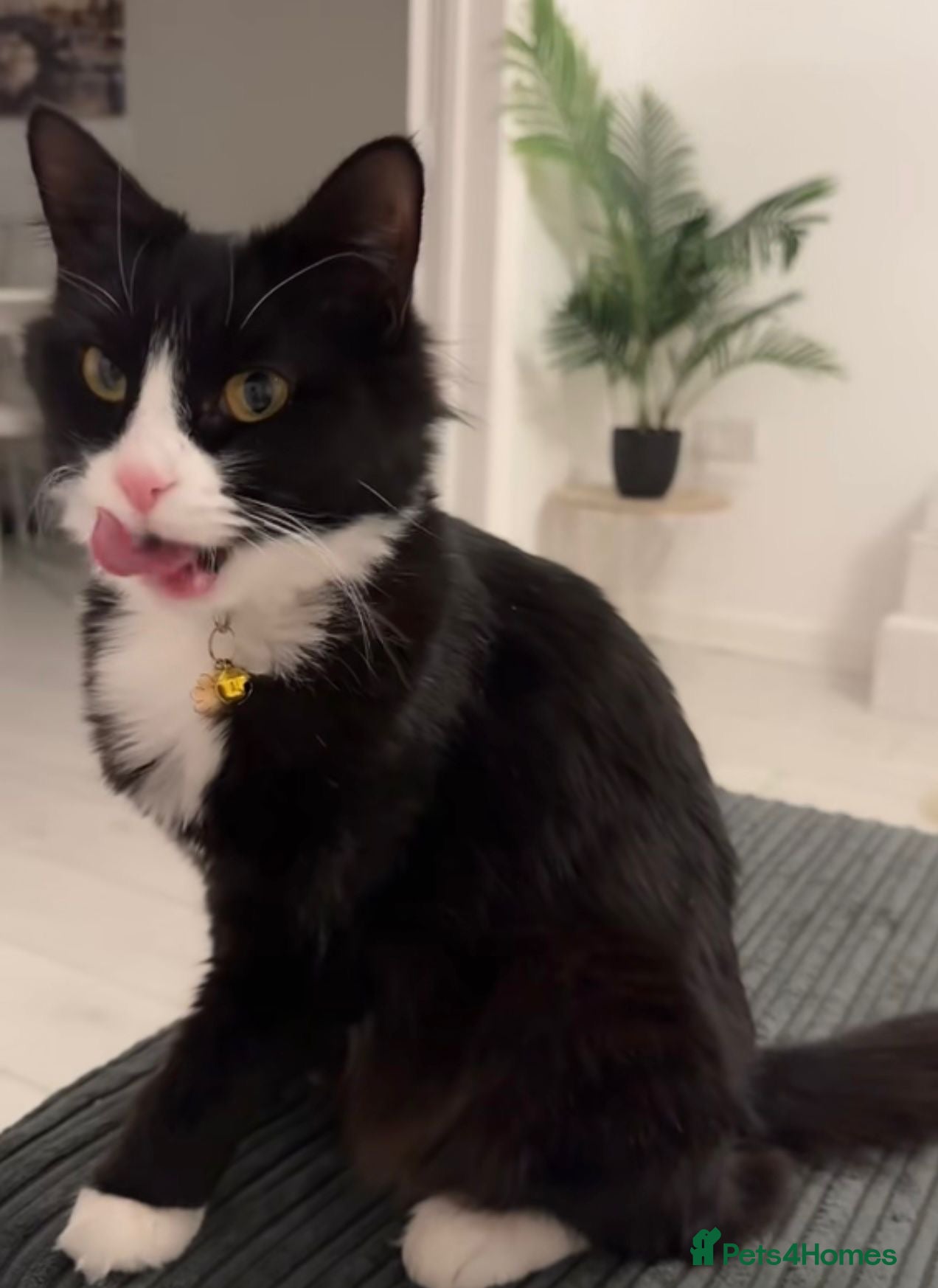 Mixed Breed cats Fluffy Tuxedo & Black Kittens 3 Female | 2 Male - Advert 4
