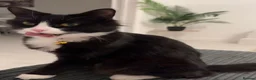 Mixed Breed cats for sale: Fluffy Tuxedo & Black Kittens 3 Female | 2 Male - Advert 2